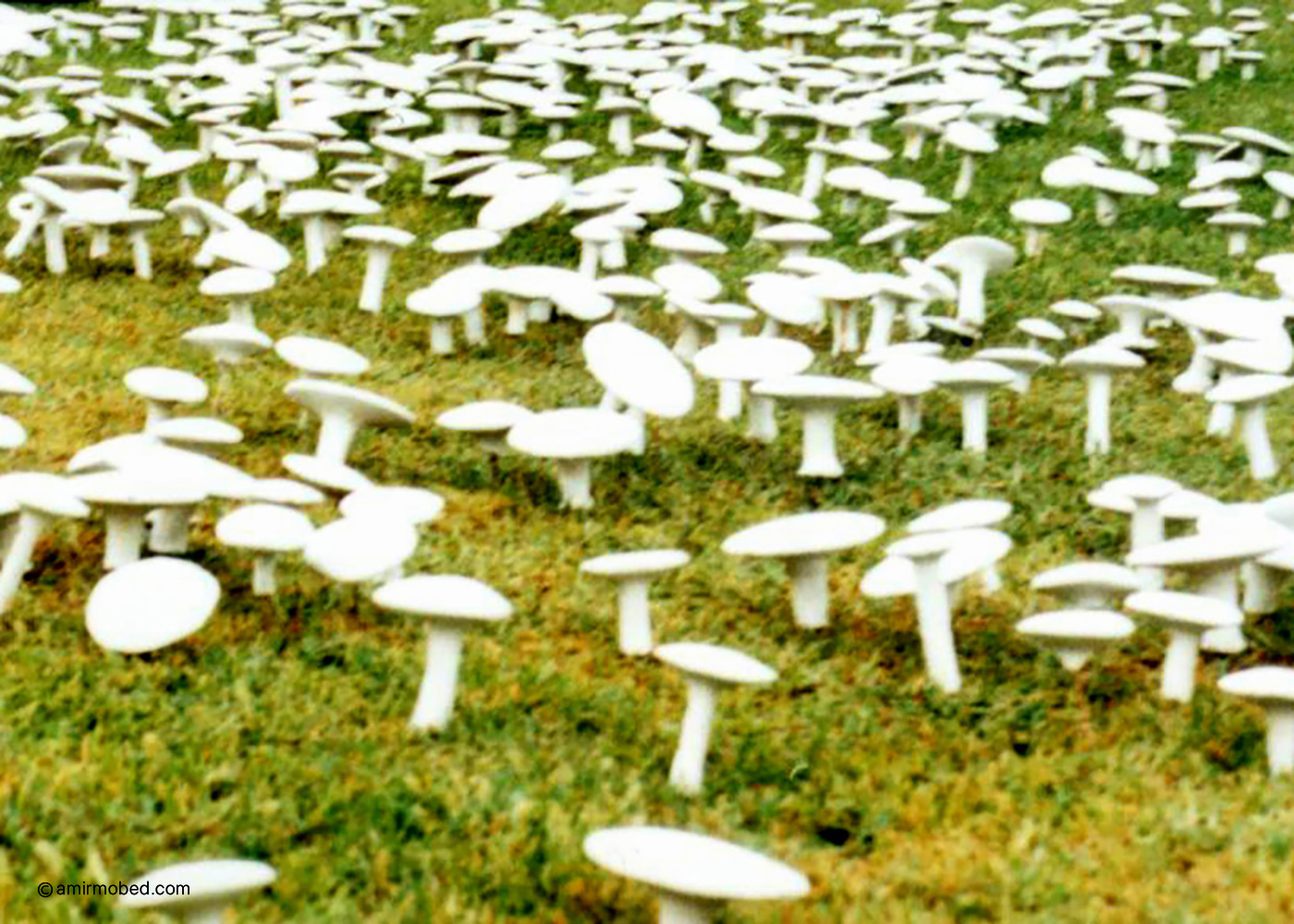 قارچ‌ها، ۱۳۸۱، چیدمان، ۱۲۰۰۰ قارچ گچی
