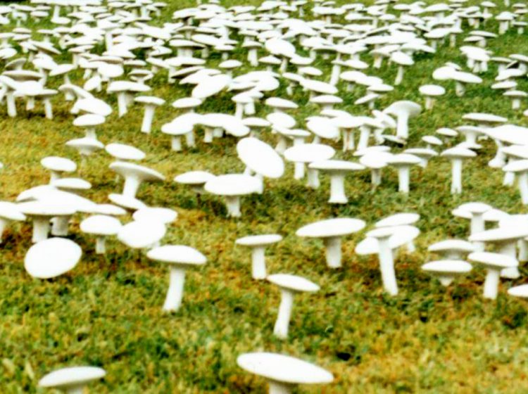 Mushrooms, 2002, 12,000 plaster mushrooms in the Sculpture Garden, Tehran Museum of Contemporary Art